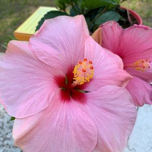 Meet your Posher, Nancy